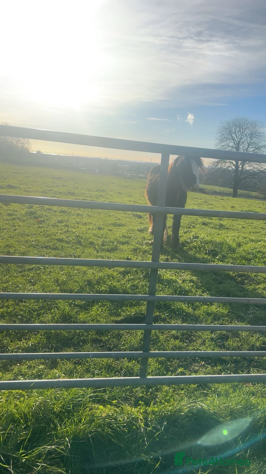 Irish Cob horses for sale: Ted, stallion cob - Advert 2