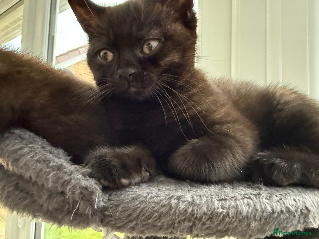British Shorthair cats for sale: Full BSH kittens ready to leave now, 14 weeks old - Image 6
