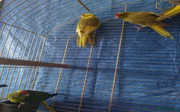 Parrots birds for sale: For sale  - Image 6