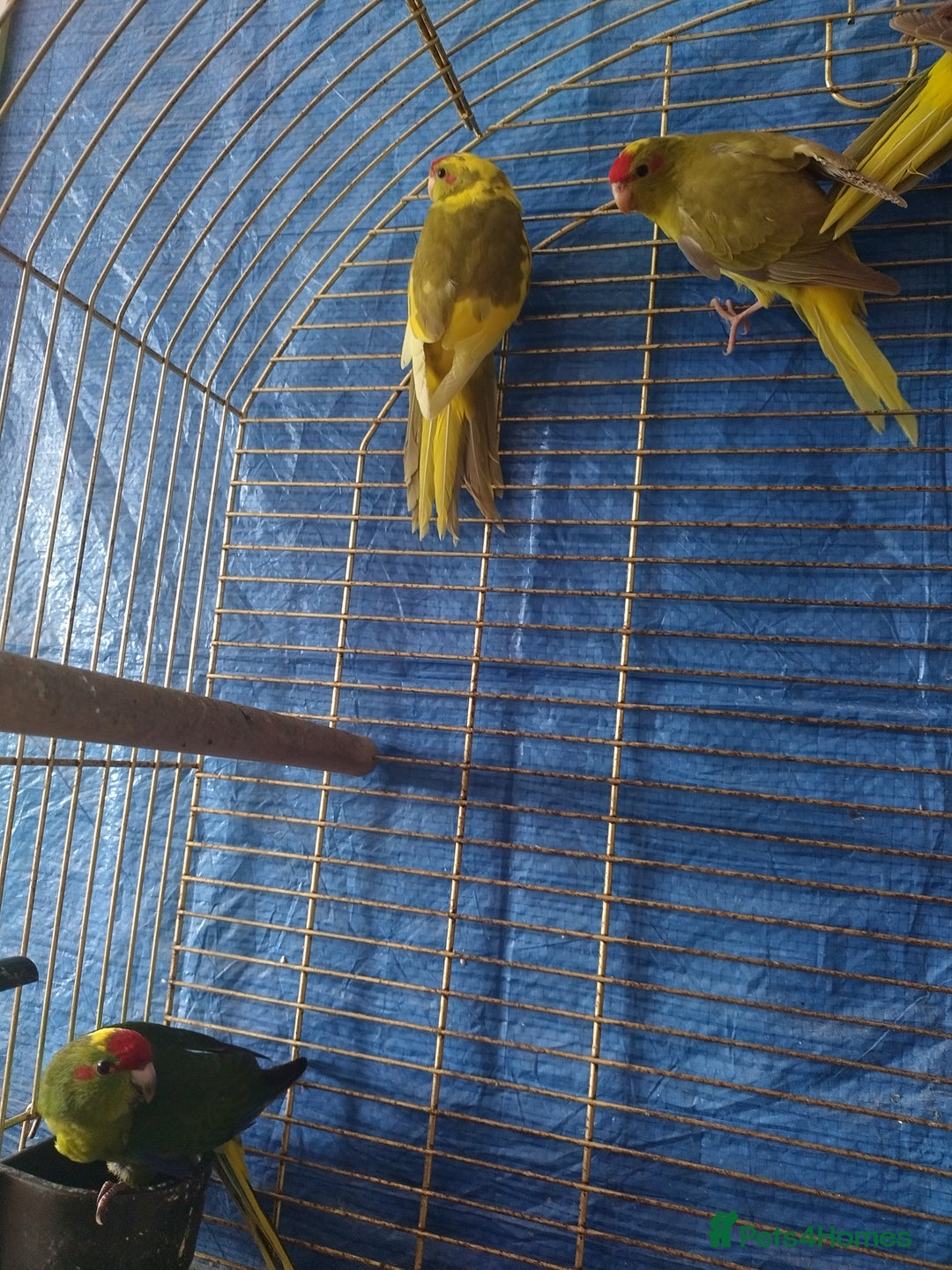Parrots birds for sale: For sale  - Image 6