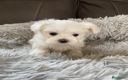Maltese dogs for sale: Beautiful Maltese Puppies  - Image 3