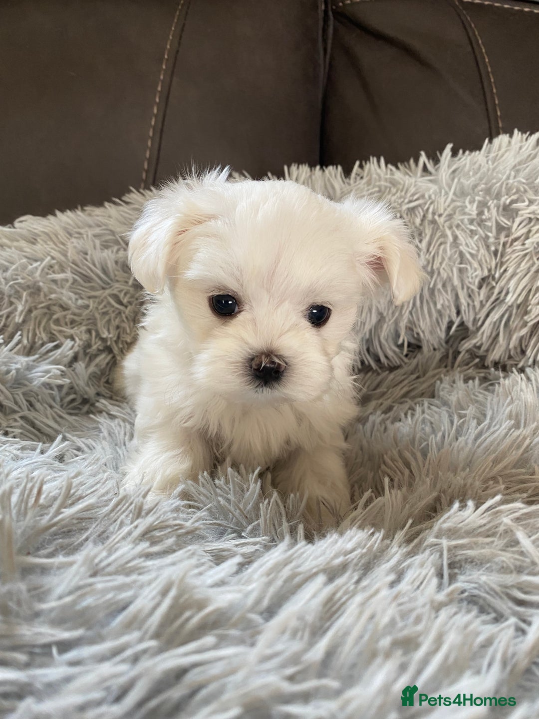Maltese dogs for sale: Beautiful Maltese Puppies  - Image 3