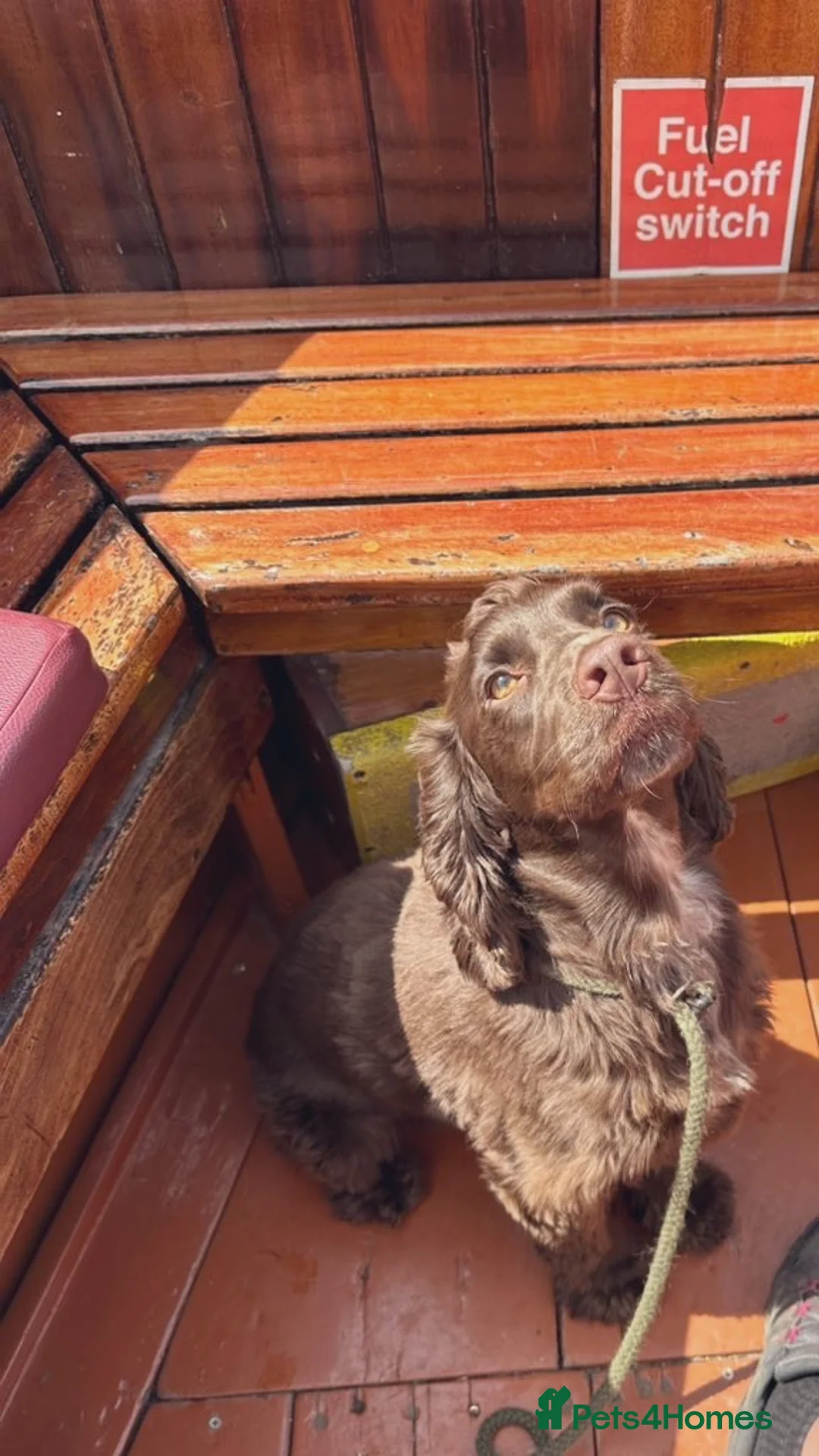 Cocker Spaniel dogs for sale: Dusty - 5yr Cocker Spaniel (N) - Advert 6