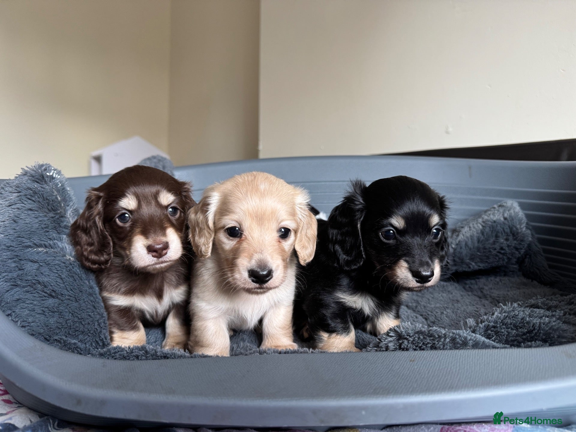 Dachshund dogs KC reg. Miniature longhair Dachshund Puppies   - Advert 2