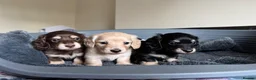 Dachshund dogs for sale: KC reg. Miniature longhair Dachshund Puppies   - Advert 2
