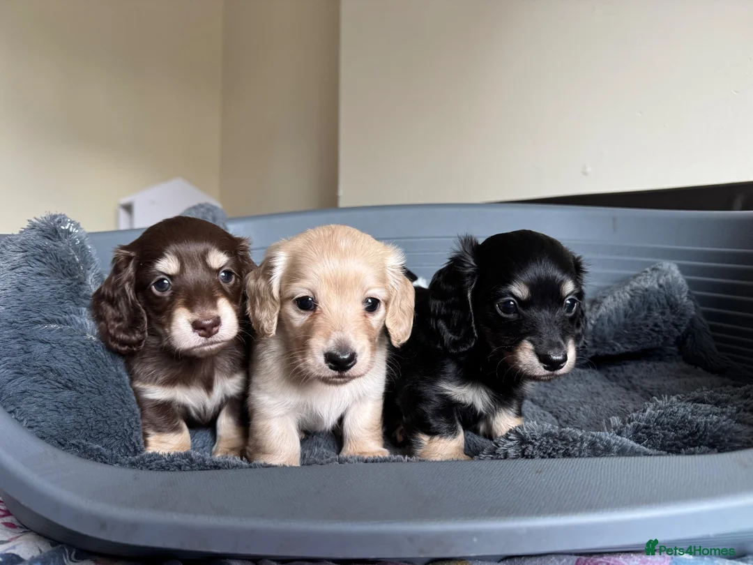 Dachshund dogs for sale: KC reg. Miniature longhair Dachshund Puppies   - Advert 2