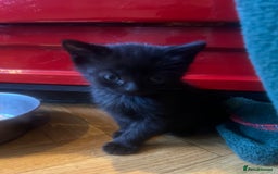 Mixed Breed cats for sale: Adorable Kittens Ready to Leave soon - Advert 23