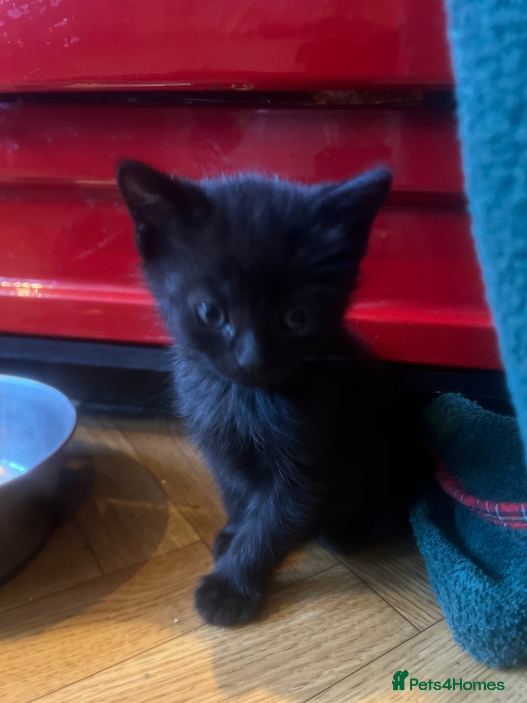 Mixed Breed cats for sale: Adorable Kittens Ready to Leave soon - Advert 23