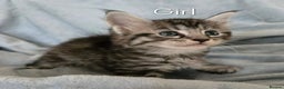 Maine Coon cats for sale: 4 Maine Coons girls. - Advert 8