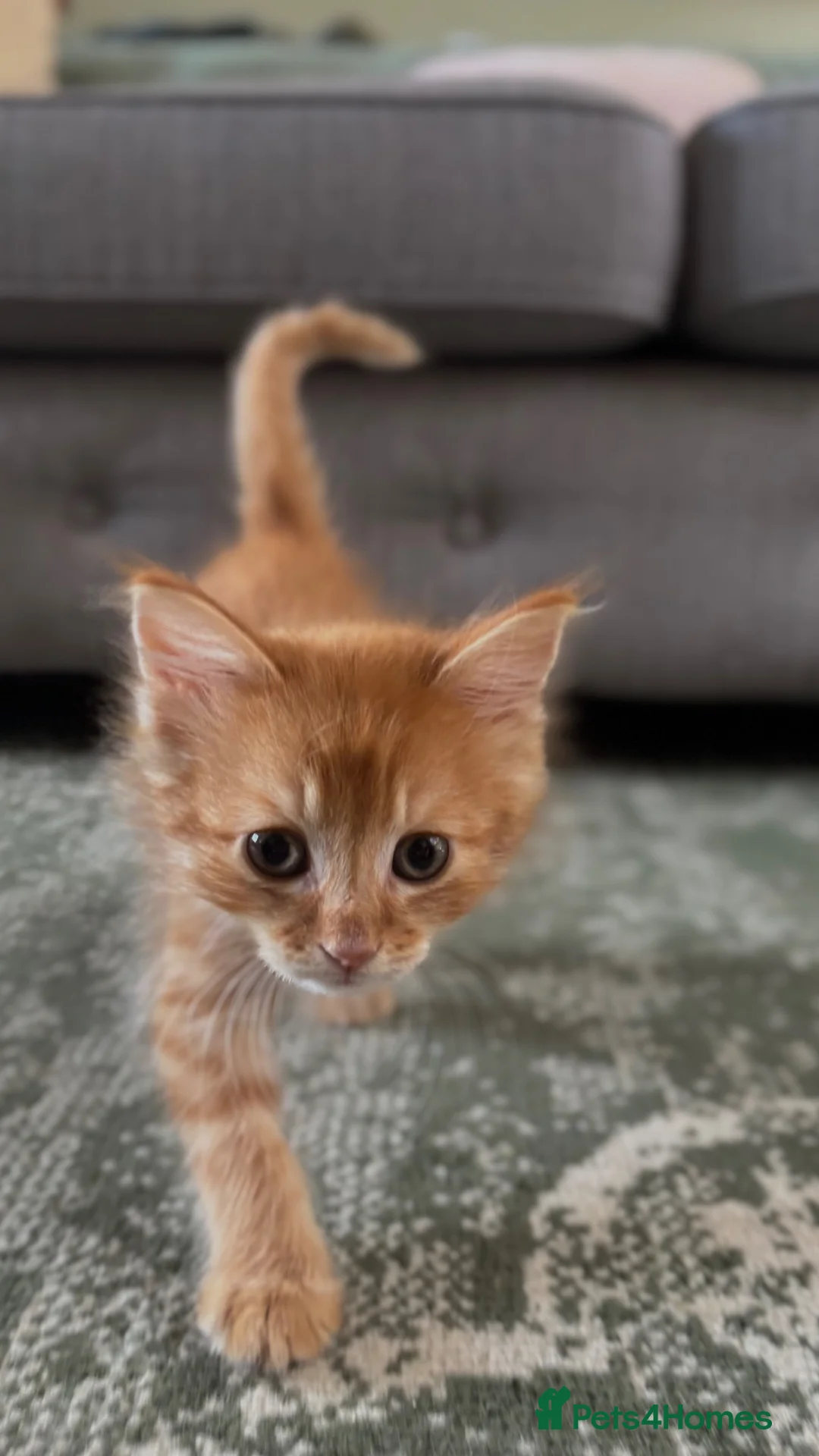 Mixed Breed cats for sale: 4 Beautiful Kittens For Sale - Advert 1