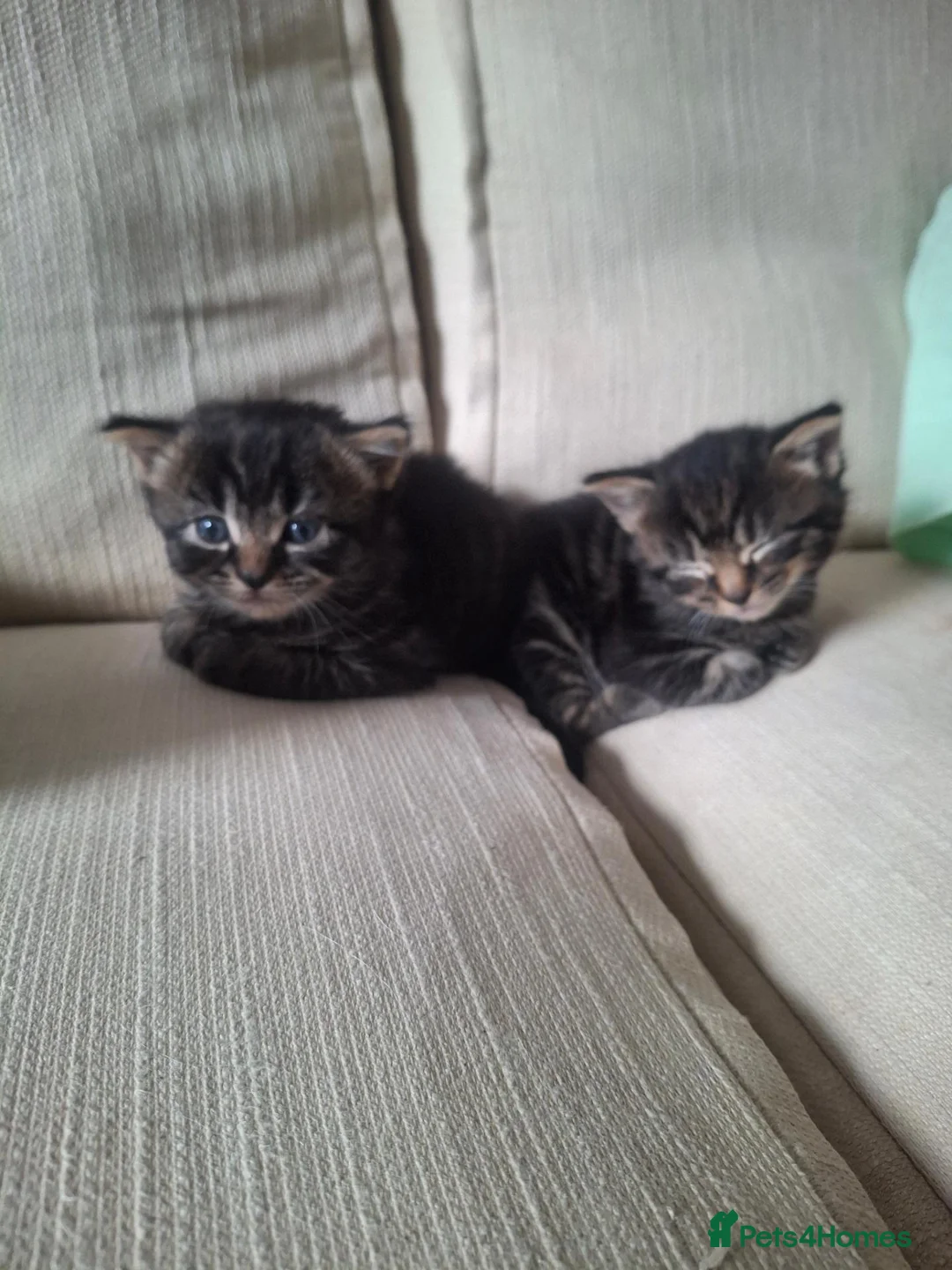 Mixed Breed cats for sale: Beautiful kittens  - Advert 7