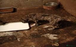 Mixed Breed dogs for sale: Lurcher. Pups - Image 2