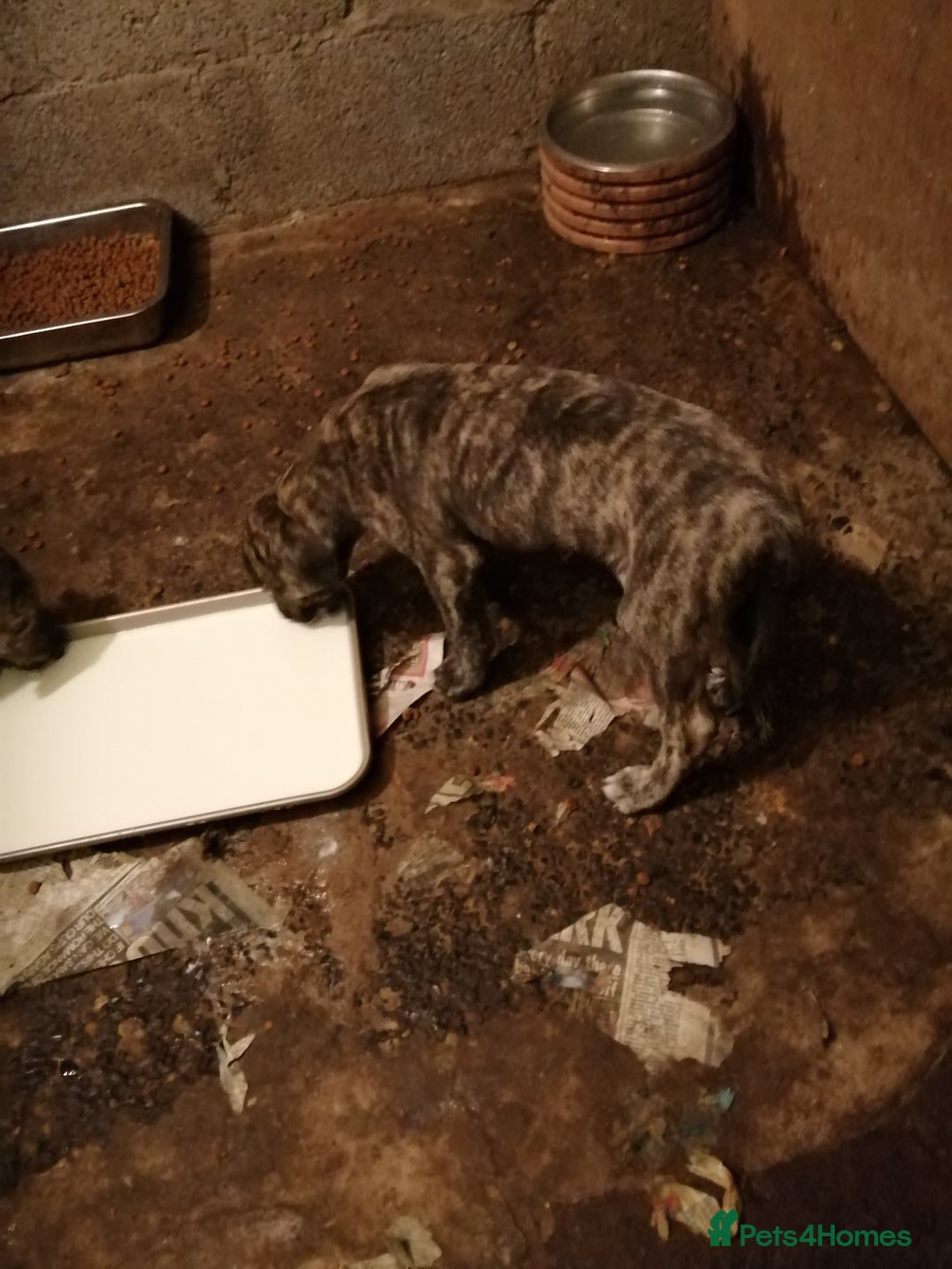 Mixed Breed dogs for sale: Lurcher. Pups - Image 2