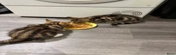 Mixed Breed cats for sale: Tabby kittens for sale  - Advert 5