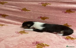 Australian Shepherd dogs for sale: Exceptional Australian Shepherd Puppies - Image 26