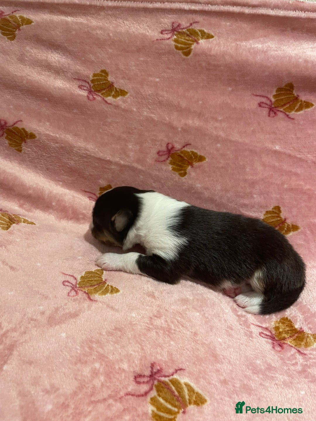 Australian Shepherd dogs for sale: Exceptional Australian Shepherd Puppies - Image 26