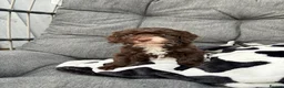 Cockapoo dogs for sale: Toy cockapoo in Nottingham - Advert 7