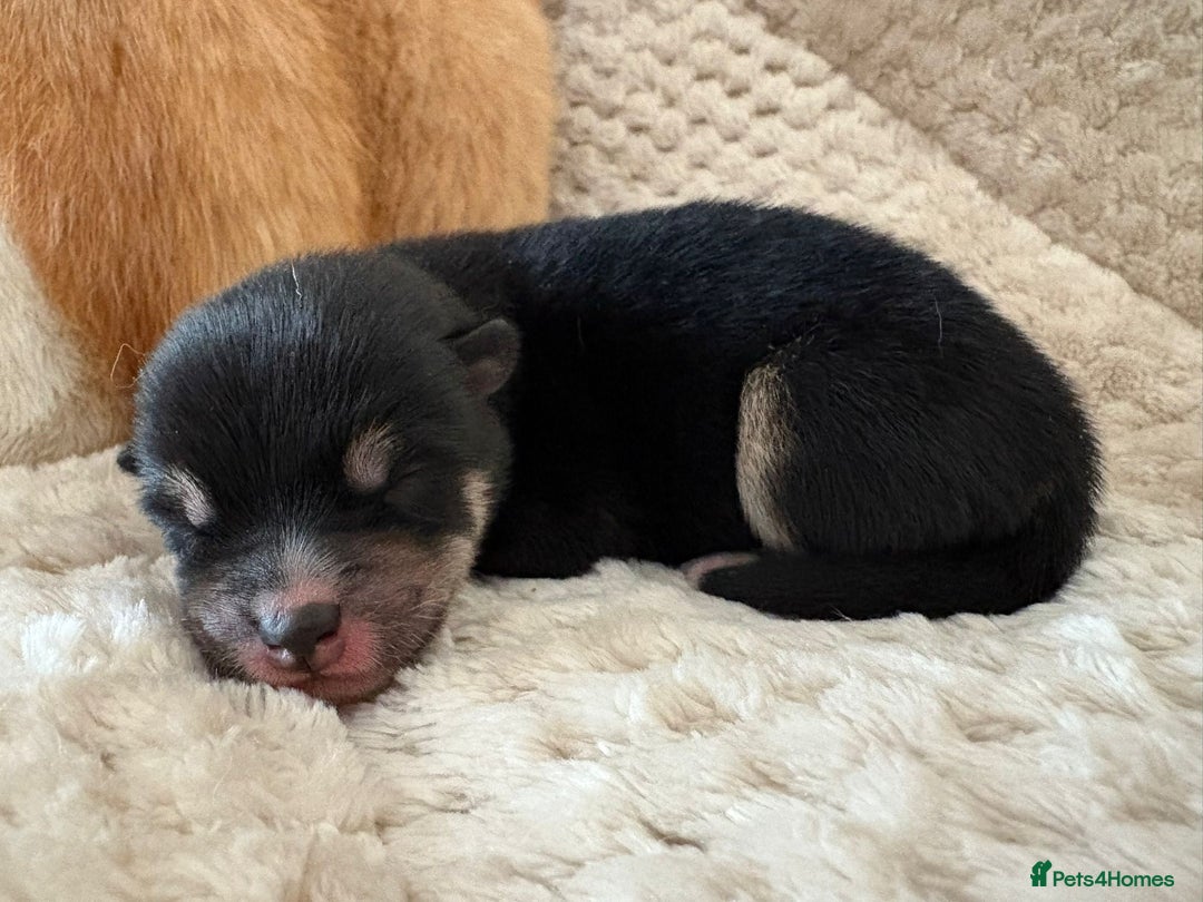 Japanese Shiba Inu dogs for sale: Health tested Japanese Shiba Inu  - Image 4