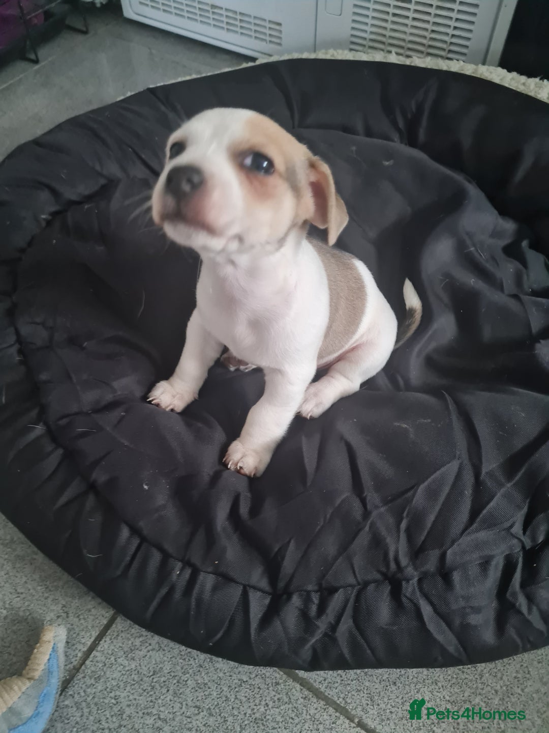 Jack Chi dogs for sale: Chihuahua x Jack Russell Puppies  - Advert 5