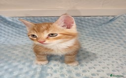 Maine Coon cats for sale: Mainecoon kittens  - Image 17