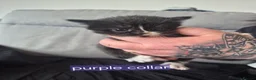 Mixed Breed cats for sale: Fluffy black and white female - Advert 8