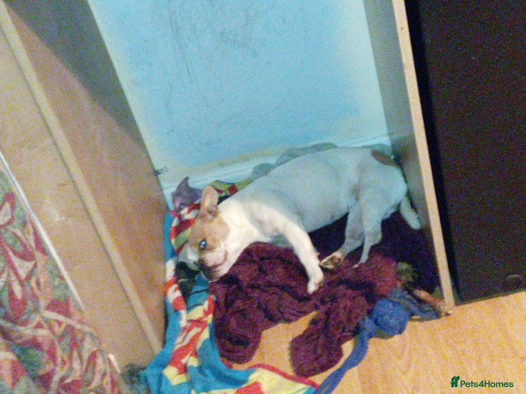 Mixed Breed dogs for sale: Staff cross Frenchie  - Image 4