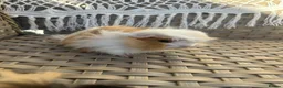 Guinea Pig rodents for sale: 2 very pretty female guinea pigs  - Advert 5
