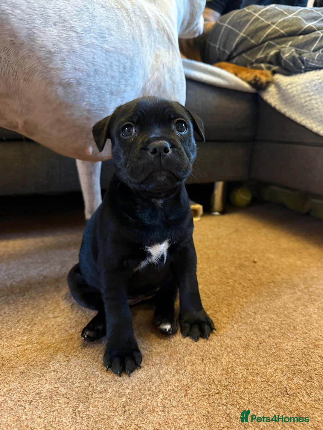 Staffordshire Bull Terrier dogs for sale: Staffordshire Bull Terrier puppies KC registered  - Advert 15