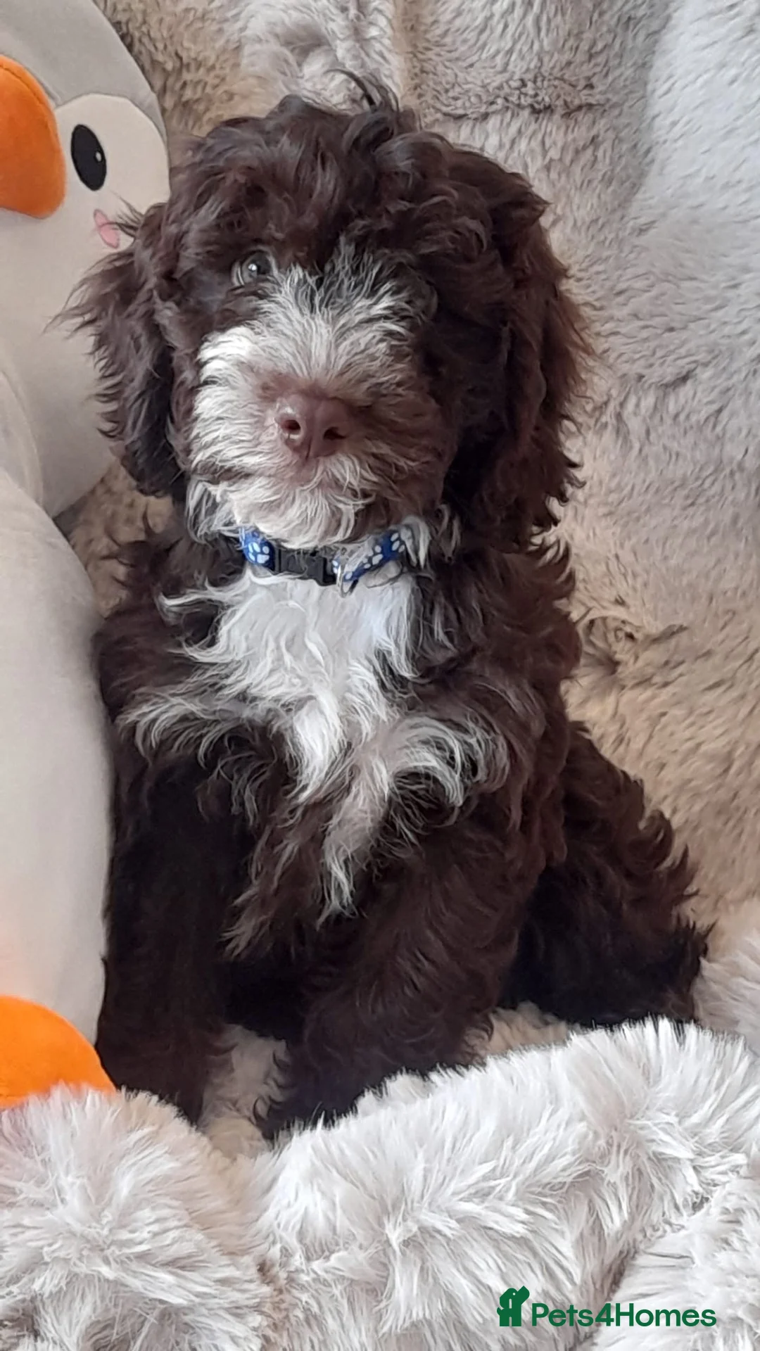 Cockapoo dogs for sale: Exceptional F1 cockapoo puppies  - Advert 1