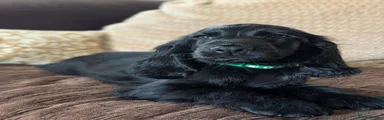 Green Collar