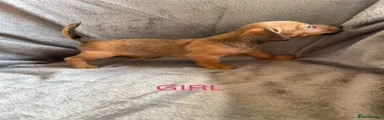 Jackshund 7