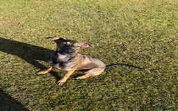 Mexican Hairless dogs for sale: 8 month old xoloitzcuintli - Advert 4