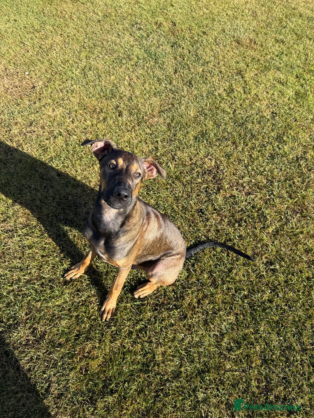 Mexican Hairless dogs for sale: 8 month old xoloitzcuintli - Advert 4