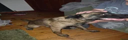 Mixed Breed dogs for sale: Belgium malinois  - Advert 5