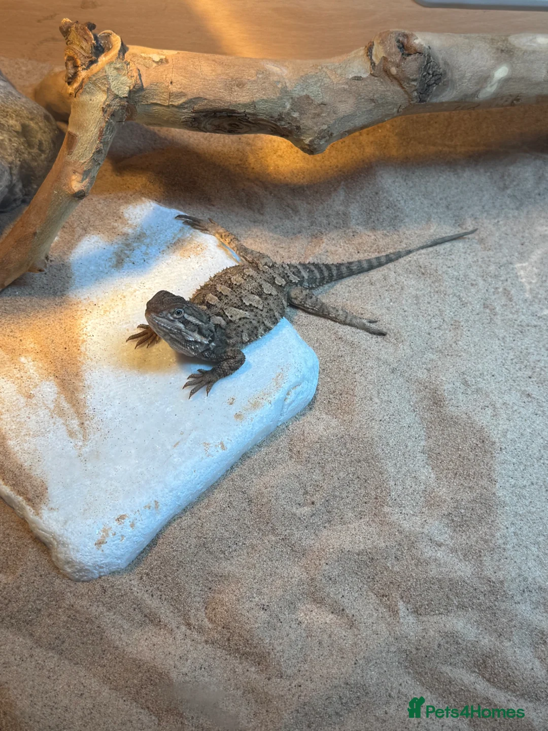 Bearded Dragon reptiles for sale: Baby Rankin Dragon in Cheltenham - Advert 5