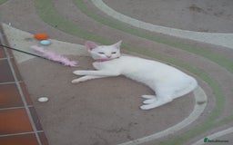 Mixed Breed cats for sale: Female kitten - Image 2
