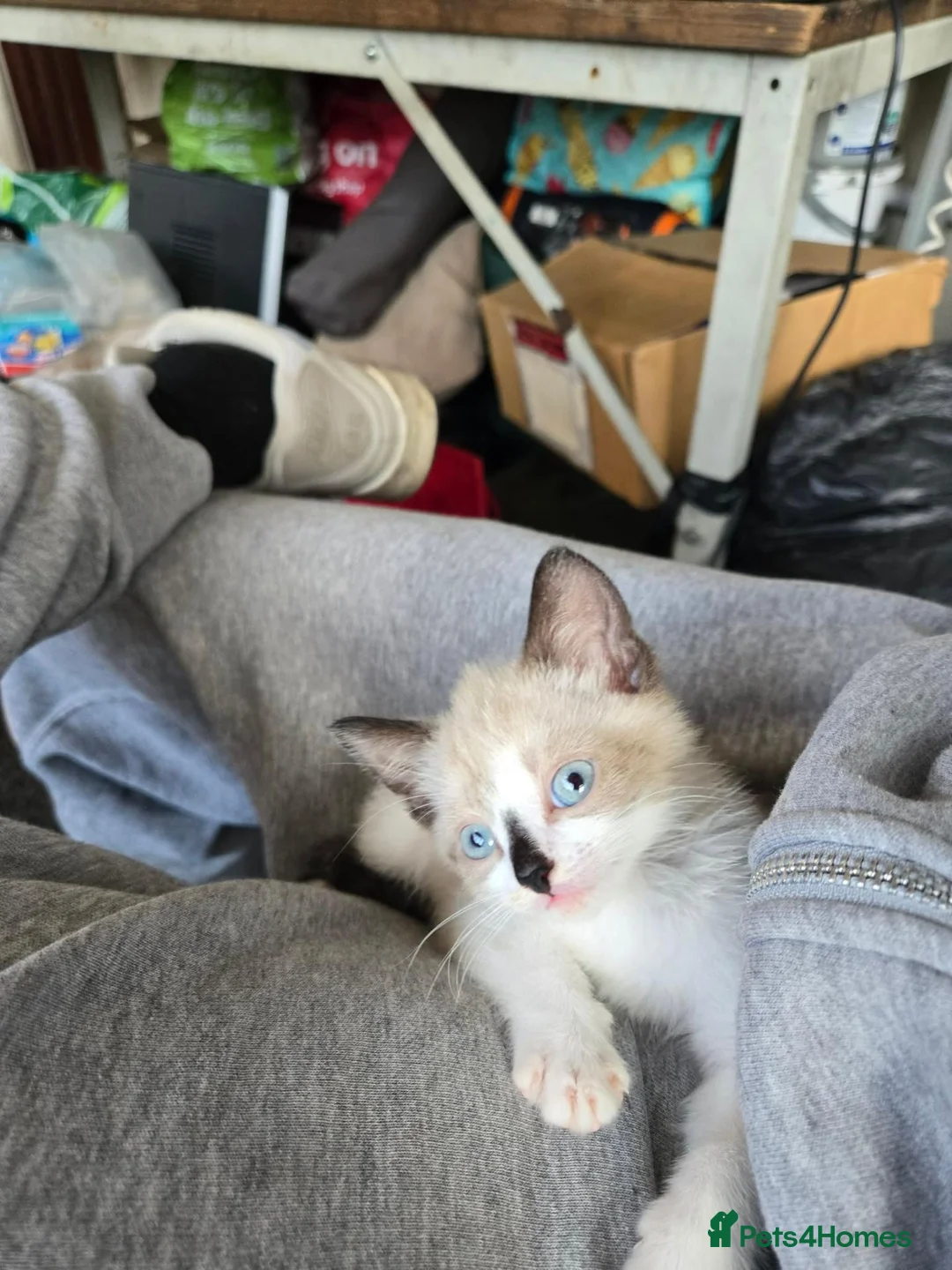 Mixed Breed cats for sale: Gorgeous seal point  in Walsall - Advert 2