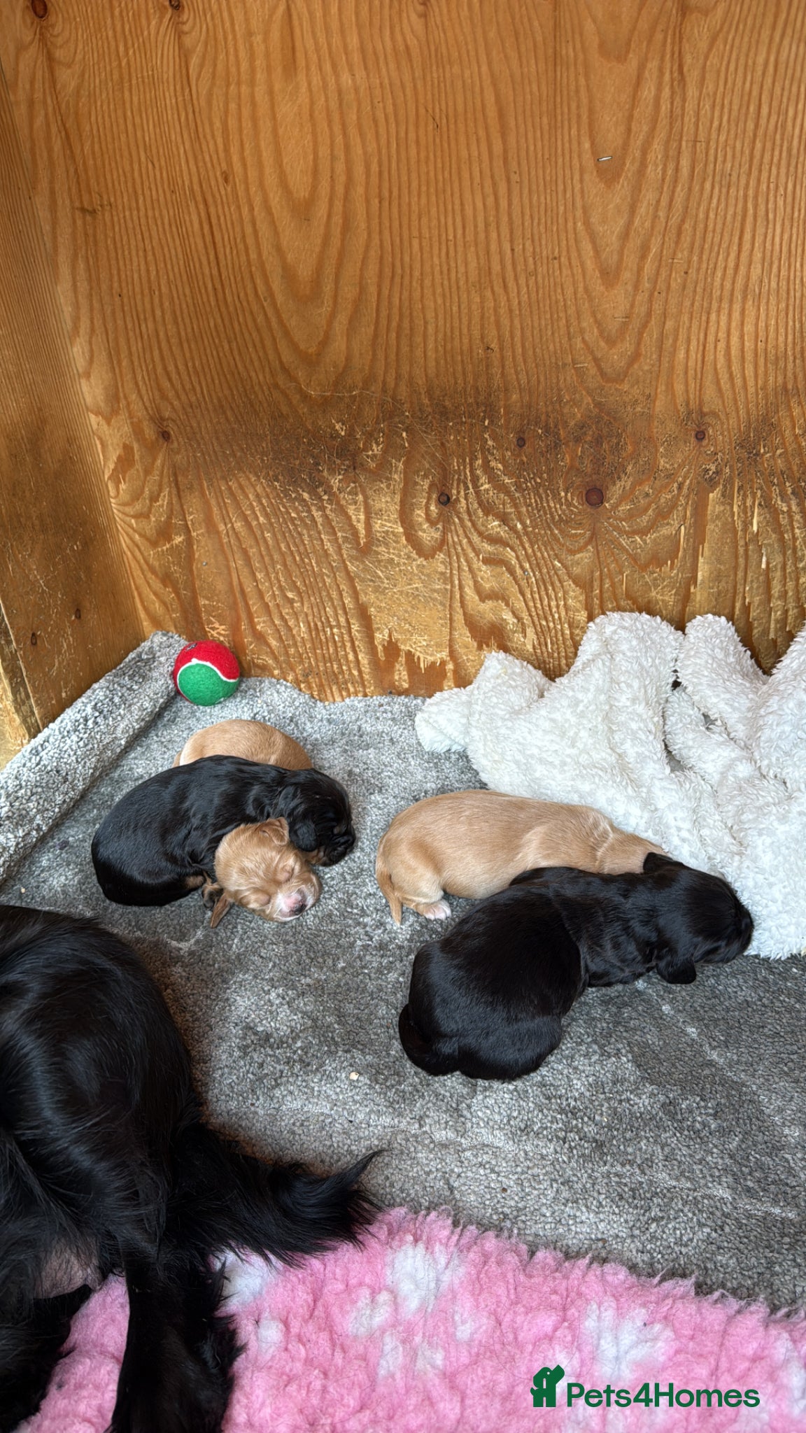 Cocker Spaniel dogs 3 stunning working cocker spaniel babies for sale - Advert 9