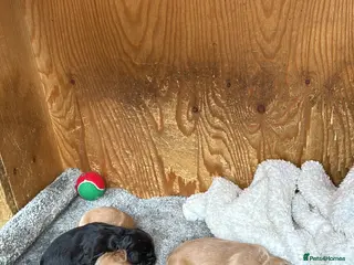 Cocker Spaniel dogs 3 stunning working cocker spaniel babies for sale - Advert 9