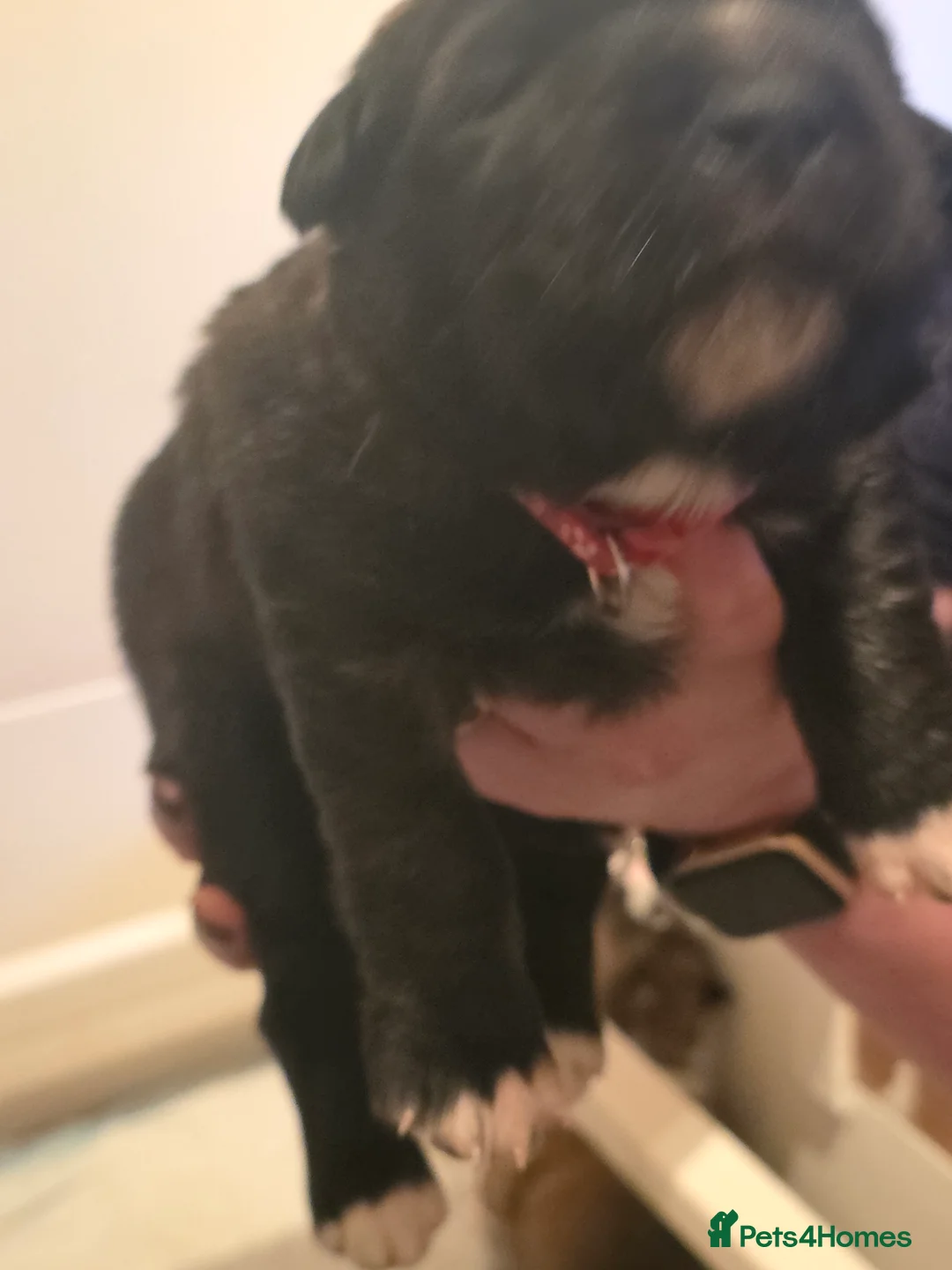 Mixed Breed dogs for sale: Beautiful saint bernard akita mix puppies - Advert 11