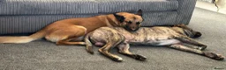 Belgian Shepherd Dog dogs for stud: Ragnar - Advert 4