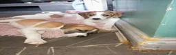 Mixed Breed dogs for sale: Jack Russell mixed puppies for sale in Bristol - Advert 12