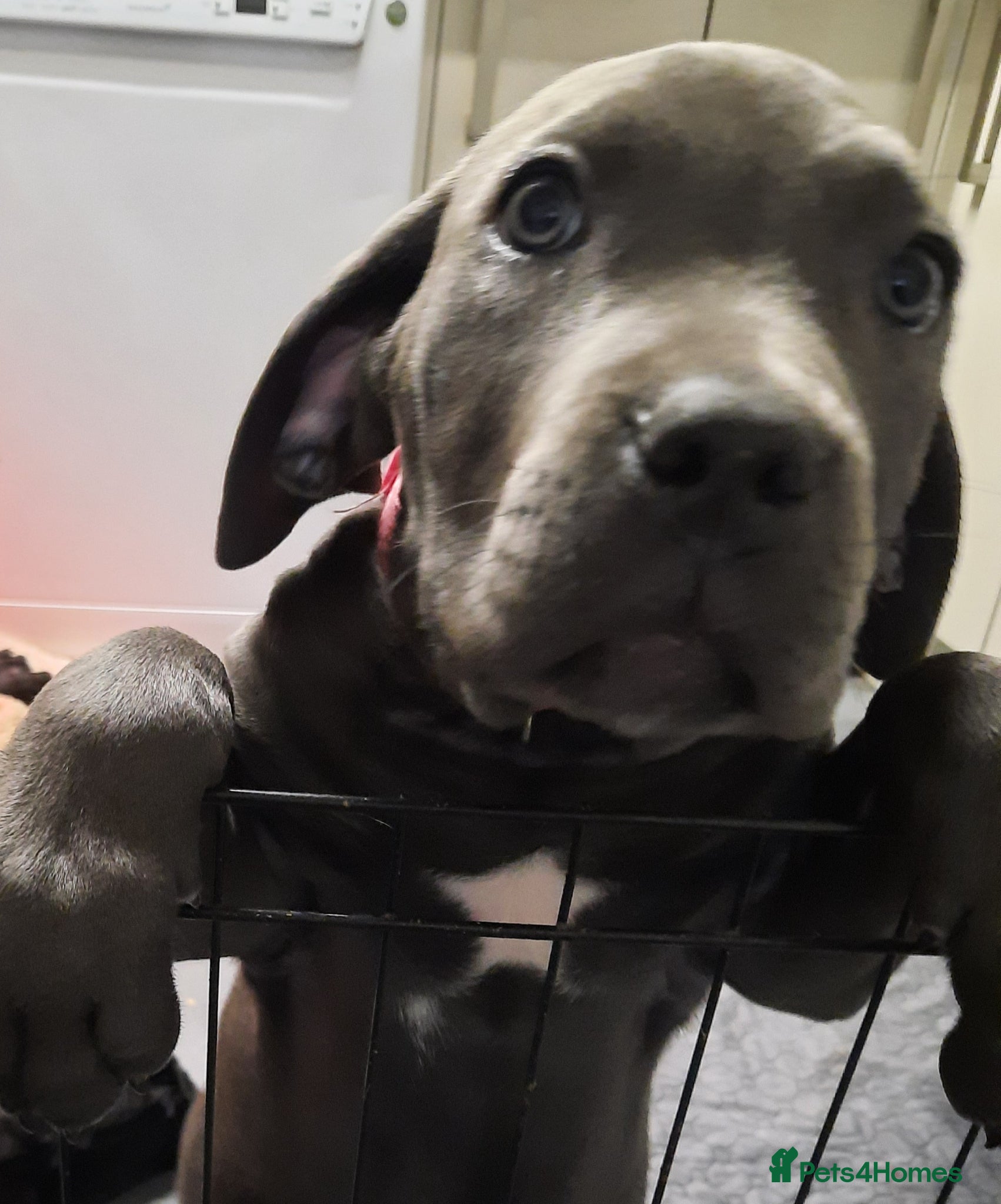 Cane Corso dogs CANE CORSO PUPPIES READY TO LEAVE! - Advert 3