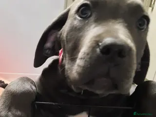 Cane Corso dogs CANE CORSO PUPPIES READY TO LEAVE! - Advert 3