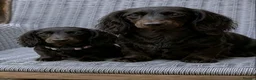 Miniature Dachshund dogs for sale: Beautiful kc registered miniature dachshund pups🐶 - Advert 11