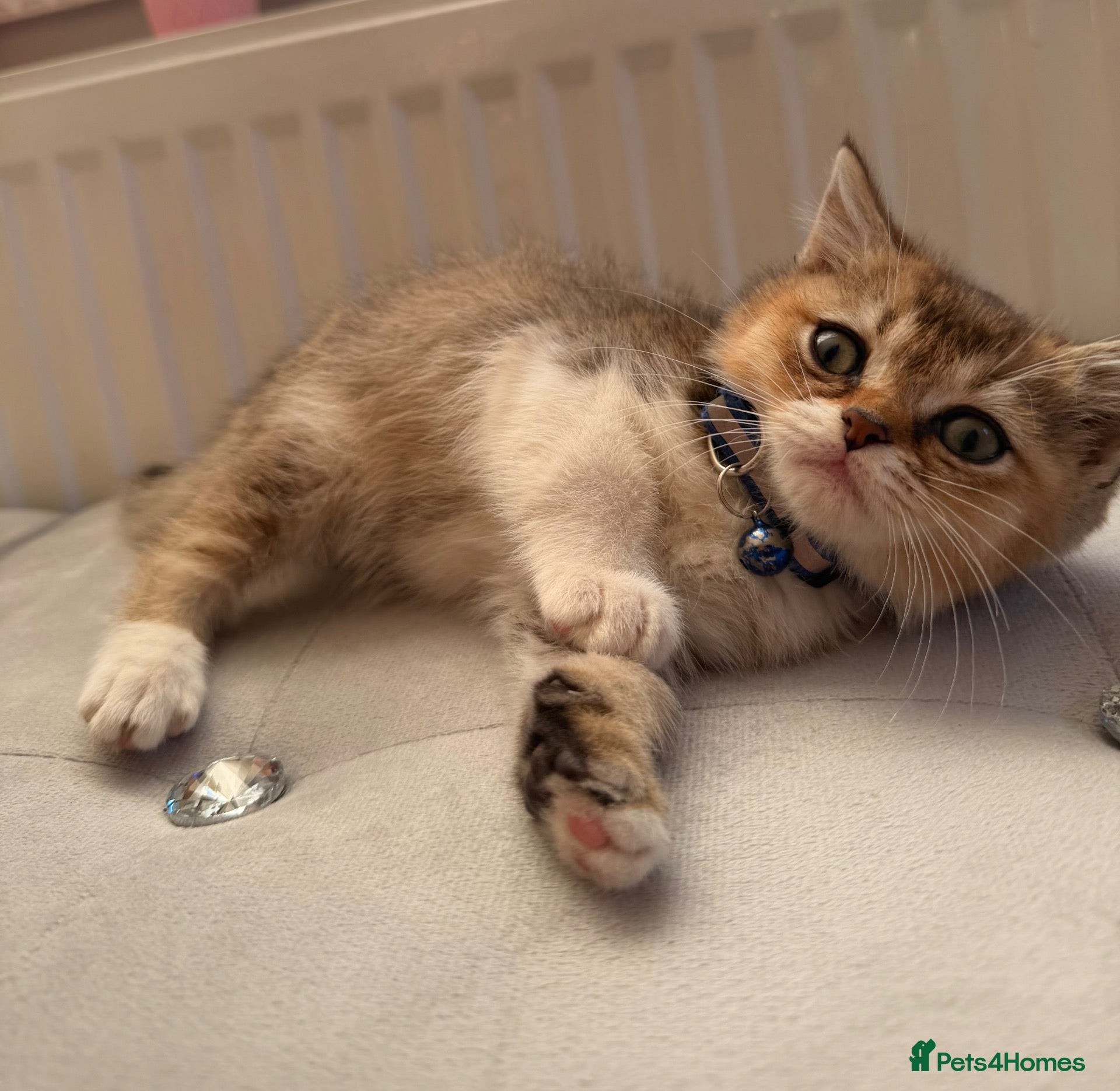 British Shorthair cats British short hair / long hair kittens - Advert 2