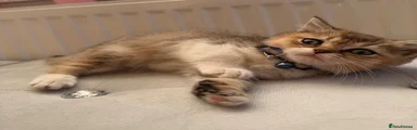 British Shorthair Foxy