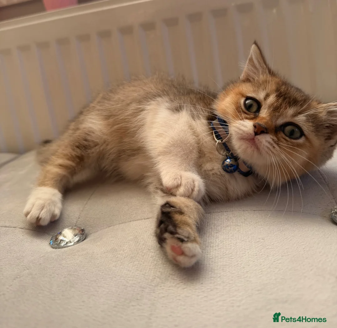 British Shorthair cats for sale: British short hair / long hair kittens in Edgware - Advert 2