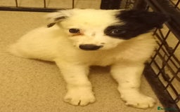 Border Collie dogs for sale: Beautiful Border Collie pups - Image 10