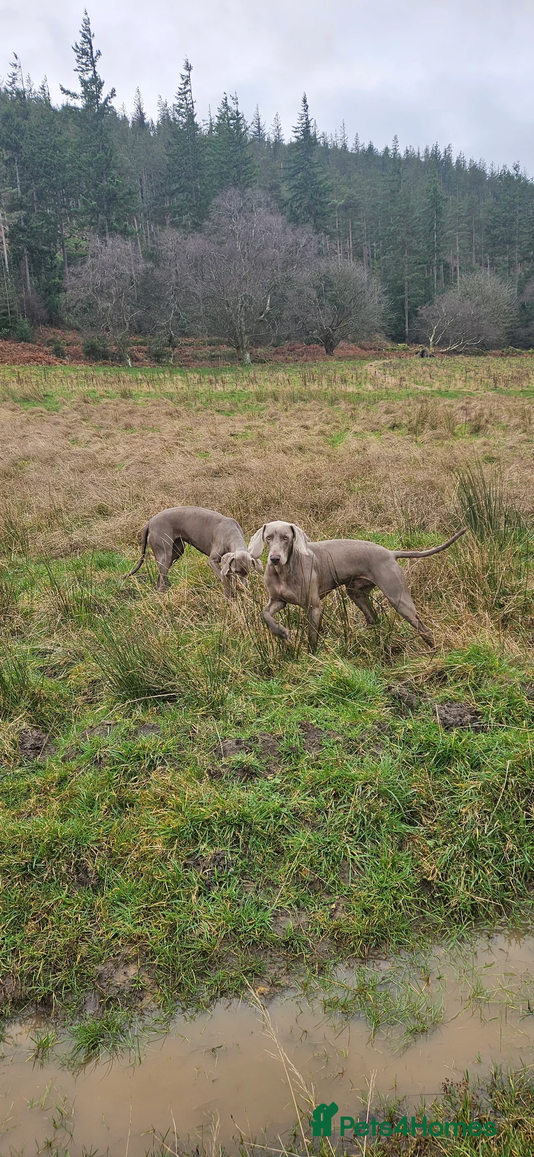Weimaraner dogs for stud: GORGEOUS KC REGISTERED WEIMARANER STUD - Advert 2